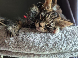 Maine coon kittens last 2 girl