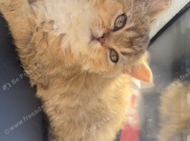 British shorthair chinchilla kitten
