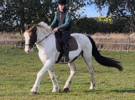 15.2h 4yr old gelding