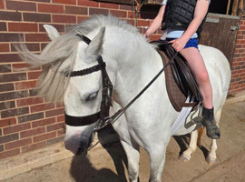 Lovely Welsh A Filly 3yrs