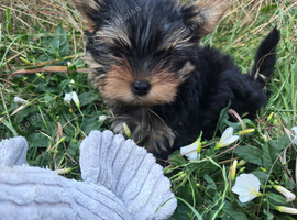 Only tiny boys available