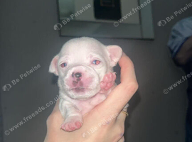 Chihuahua puppies
