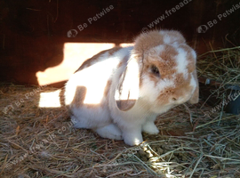Male mini lop 9 months old