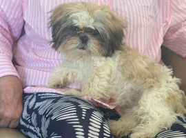 Beautiful shi Tzu puppy