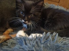 Last female kitten