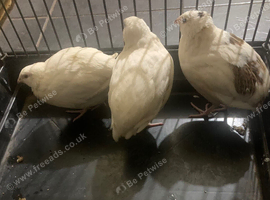 1 female 2 male jumbo quails