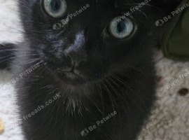 2 male kittens for sale