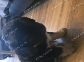 Mixed Breed Puppies Looking for Loving Homes