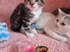 Last two gorgeous male kittens