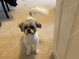2 Years Old Male Shih Tzu