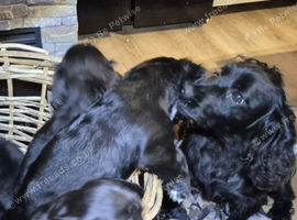 Black Cocker spaniel puppies kc reg parents.