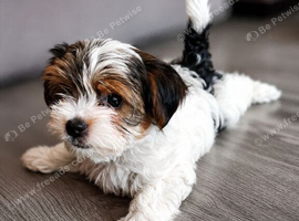 Gorgeous Tiny Biewer Yorkshire Terrier Puppies