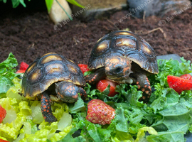 Baby red foot tortoises 2 available