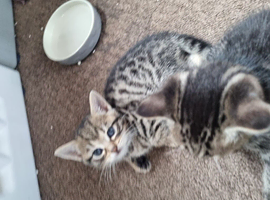 Bengal x kittens