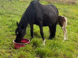 12hh black mare