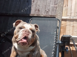 Mini English Bulldog Rehome