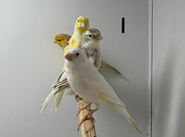 Canaries