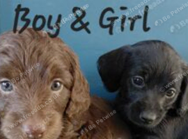 Doxiepoo for sale