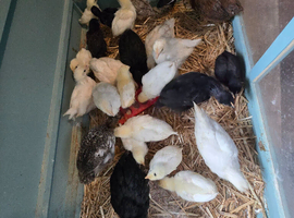 X11 unsexed chicks for sale