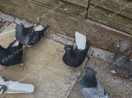 Iranian pigeons for sale