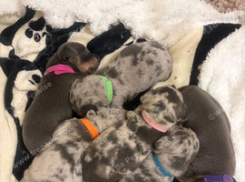 Lovely litter jackhunds