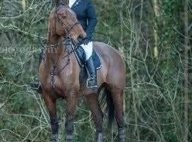 16.3 19 years young Irish sports mare