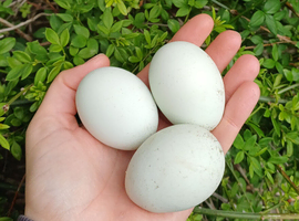 Cream legbar hatching eggs