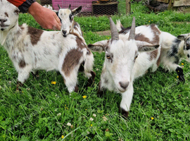 4 pigmy goats