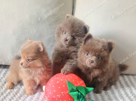 Beautiful lilac pomeranian girls
