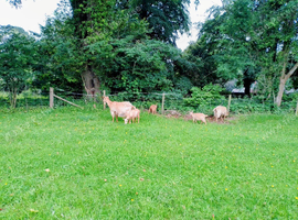 royal golden guernsey wether for sale unregistered