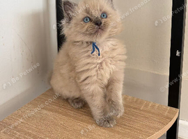 Ready now beautiful  ragdoll kittens