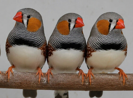 6 zebra finches for sale