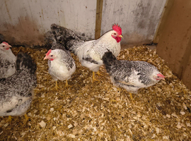 Polbar - autosexing chicken from Poland