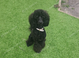 Gorgeous Miniature Poodle