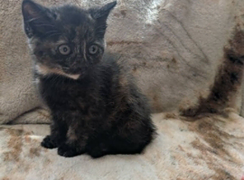 2 Black Tabby Kittens