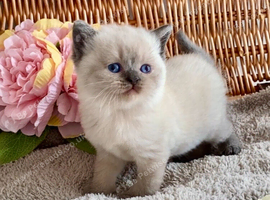 BEAUTIFUL PURE BREED BSH TEDDY BEARS