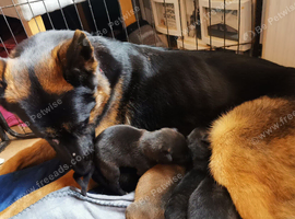 Beautiful German shepard pups
