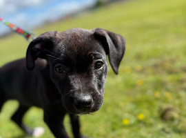 puppy