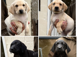 7 KC lab pups out of a FTCH