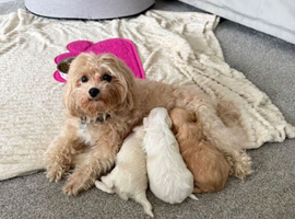 Beautiful female maltipoo puppies for sale