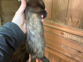 Ferret