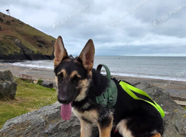 Beautiful german shepherd Teddy.