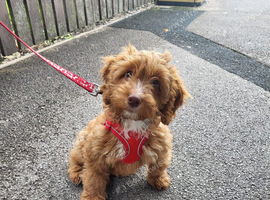 Cockapoo