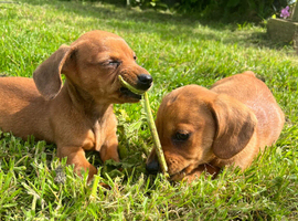 Kennel club registered PRA clear