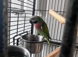 Moustache parakeet