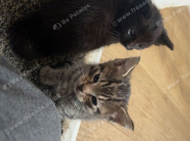 Kittens 4 sale