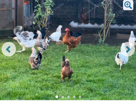 Chicken for sale