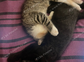 Two kittens