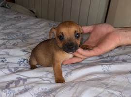 Jack Russell puppy&rsquo;s for sale