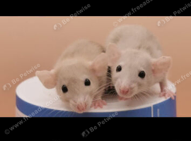 Dwarf rats